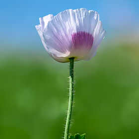 A close-up portrait of a single soft pink opium poppy with a purple centre, photographed from a low angle against a clear blue sky.