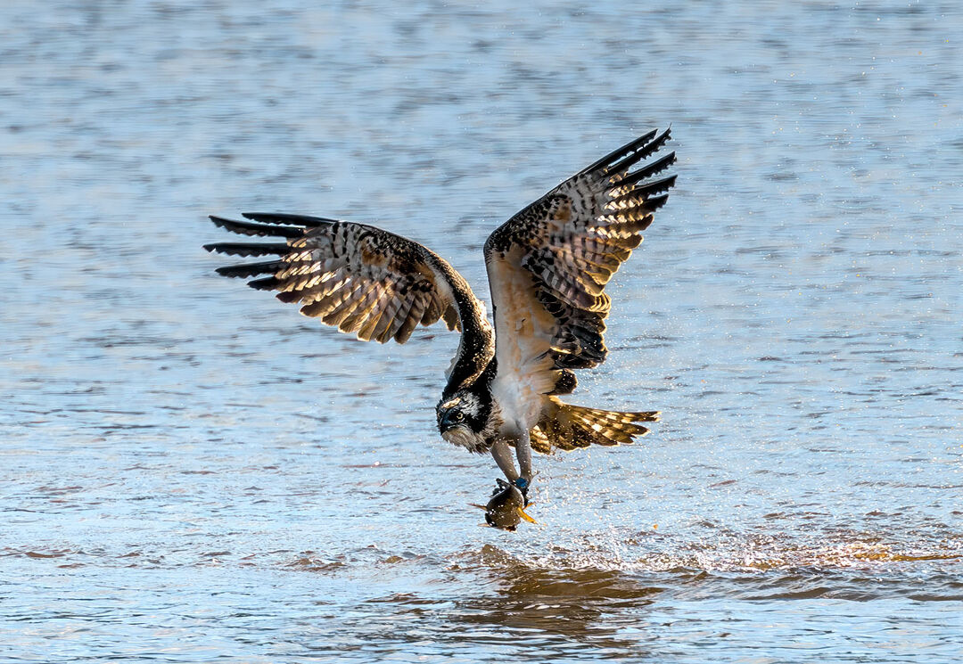 A juvenile Osprey in flight low over Chew Valley Lake, clutching a fish in its talons. Its wings are fully extended in a powerful upward stroke, with water droplets falling from its plumage into the rippling water below.