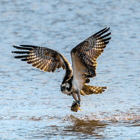 A juvenile Osprey in flight low over Chew Valley Lake, clutching a fish in its talons. Its wings are fully extended in a powerful upward stroke, with water droplets falling from its plumage into the rippling water below.