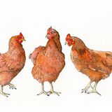 three french hens