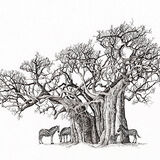 baobab & zebras