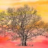 oak with sheep