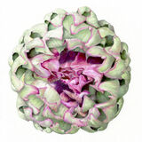 globe artichoke