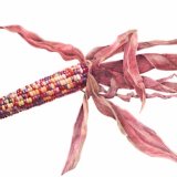 indian corn