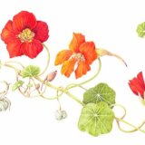 nasturtiums