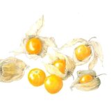 physalis