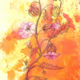 colourful shoo-fly plant