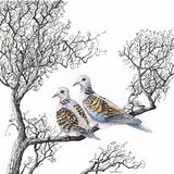 two turtle doves