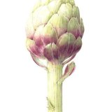 artichoke