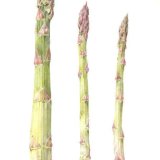 asparagus