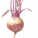 beetroot