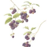 blackberries