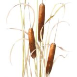 bulbs berries & seedpods