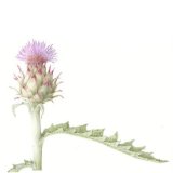 cardoon