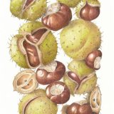conkers