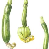 courgettes