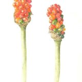cuckoopint