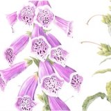 foxglove