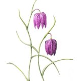 fritillaries