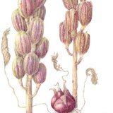 giant himalayan lilypods