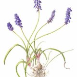 grape hyacinth