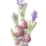 hyacinth bulbs