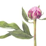 peony