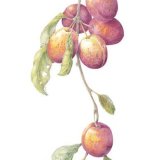 plums
