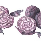 red cabbage