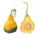 yellow gourd