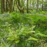 Ballaglass Bluebells & Ferns