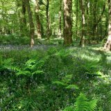 Ballaglass Bluebells and Ferns