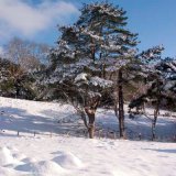 Snowy Trees