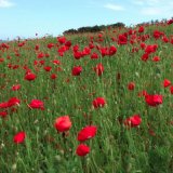 Commemorative Poppies