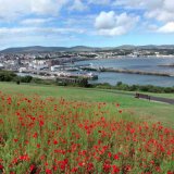 Douglas Head Poppies