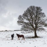 Tram Horses' Winter Break