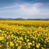 Yellow Field Landscape
