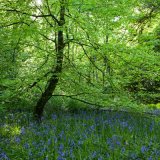 Ballaglass Bluebell Tree