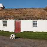 Cregneash Cat
