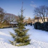 Maughold Christmas Tree