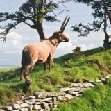 Manx Loaghtan Sheep