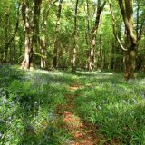 Bluebell Path