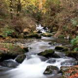 Autumn in Ballaglass Glen (portrait)