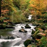 Autumn Leaves