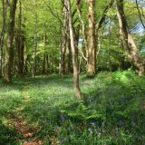 Ballaglass Bluebells