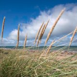 Blue Sky Grasses