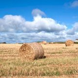 Harvest Fields