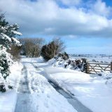Hibernia Snow