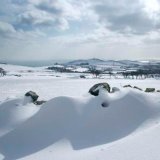Snowy Maughold from Hibernia