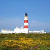 Point of Ayre Gorse